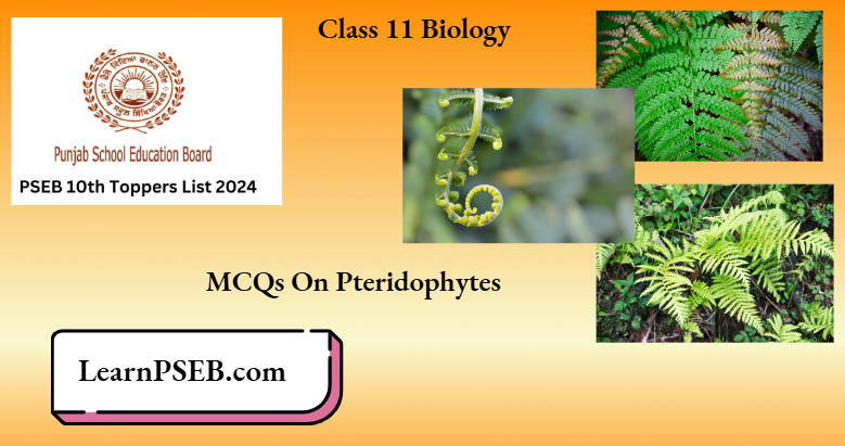 MCQs On Pteridophytes Class 11 Biology