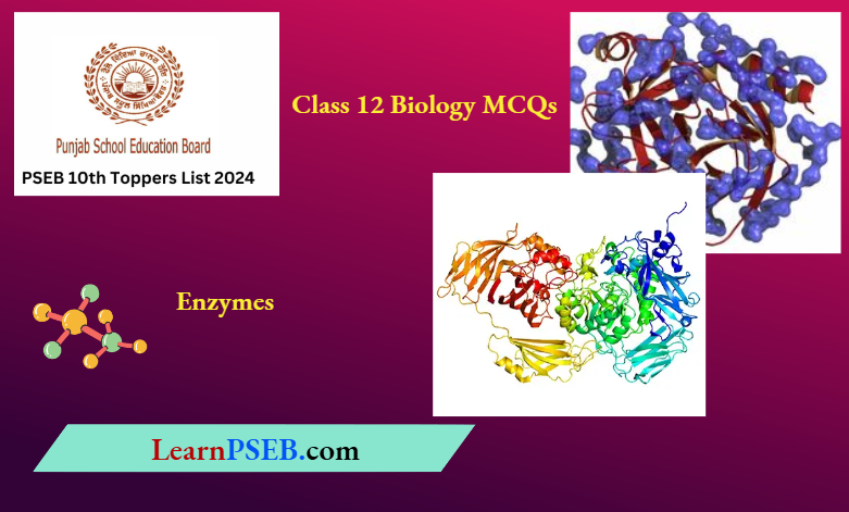 PSEB 12th Class Enzymes Multiple Choice Questions