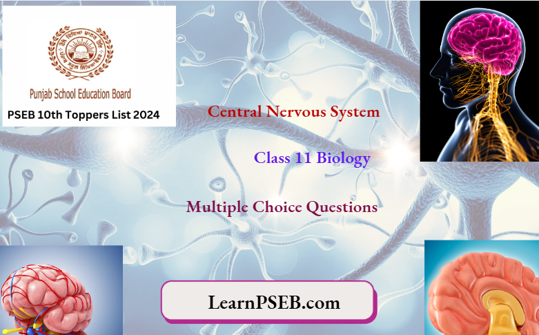 PSEB Class 11 Biology On Central Nervous System Multiple Choice Questions