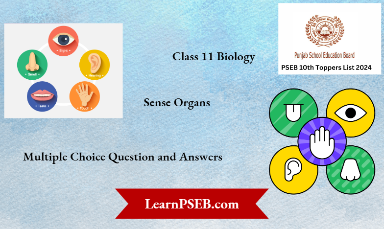 PSEB Class 11 Biology Sense Organs Multiple Choice Question and Answers