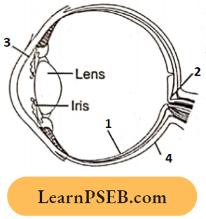 Parts Of The Human Eye Shown In The Diagram Question 37
