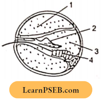 Sense Organs Given Below Is A Diagrammatic Cross Section Question 34