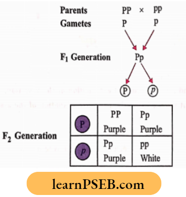 Heredity F2 progeny