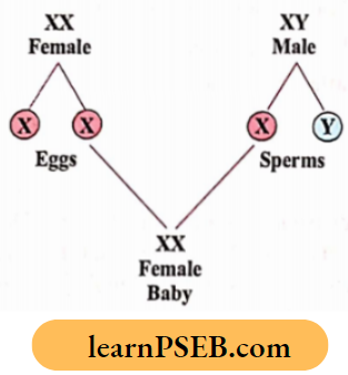 Heredity Female Baby