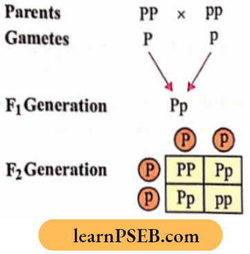 Heredity Genotypes