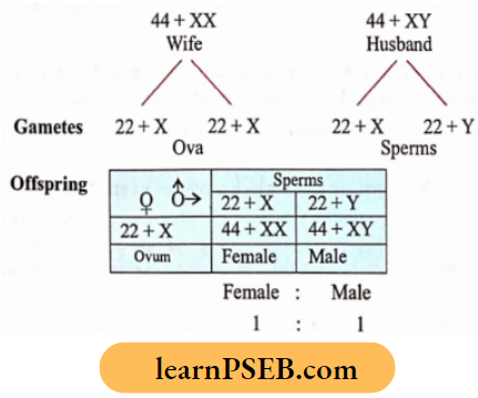 Heredity Neat Illustration