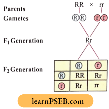 Heredity Phenotype generation