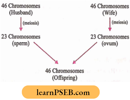 Heredity pairs Of chromosomes