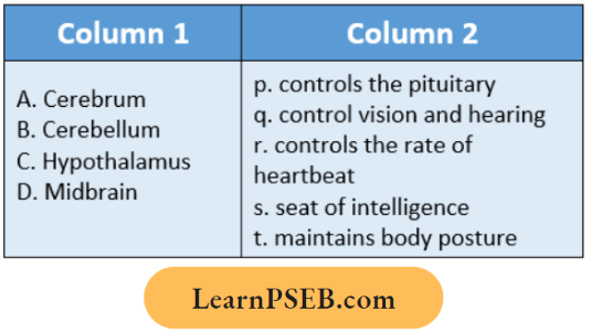 Nervous System Column 1 Lists The Parts Of Human Brain And Column 2 Lists The Function. Question 38