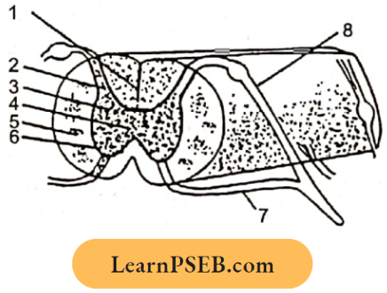 Nervous System In The Diagram Of T.S Of The Spinal Cord Question 11.