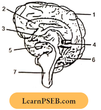 Nervous System In The Diagram Section Of Brain Question 10.