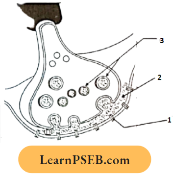 Nervous System In The Diagram Showing Axon Terminal And Synapse Is Given Question 36.