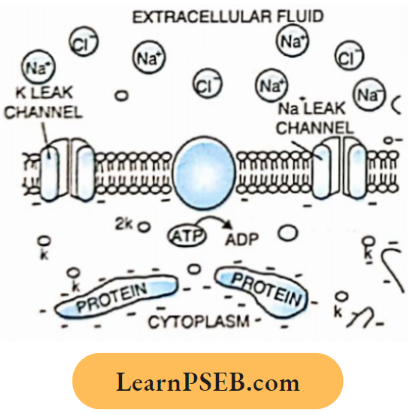 Nervous System In The Given Diagram Question 43.