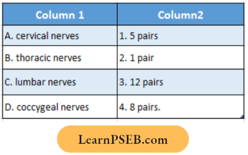 Nervous System Match The Following Question 40