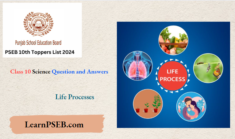 Punjab State Board Life Processes Class 10 Science Question and Answers