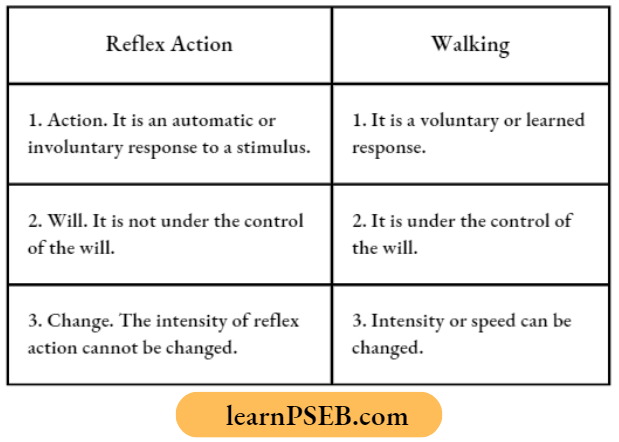 Animals Nervous System Difference Between Reflex Action And Walking.