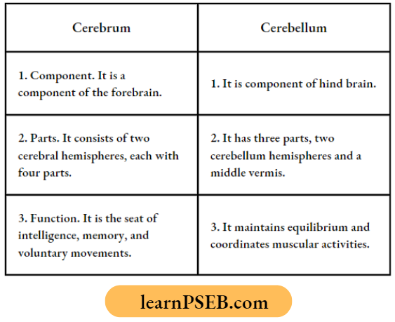 Animals Nervous System Distinguishing Features Between Cerebrum And Cerebellum