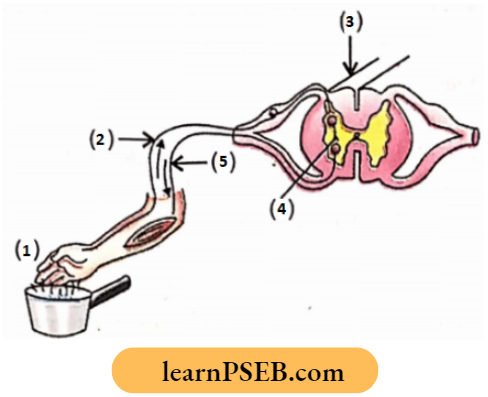 Animals Nervous System Reflex Arc.