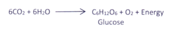 Chemical Equation Of Photosynthesis.