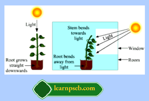 PSEB Class 10 Biology Solutions For A Growth Movement Of A Plant Parts
