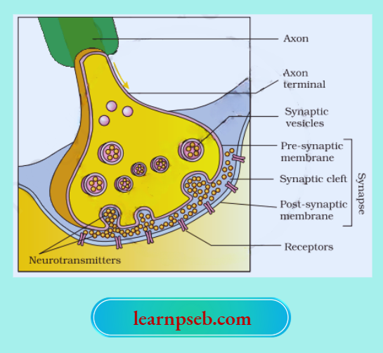 PSEB Class 10 Biology Solutions For A Nerve Impulse