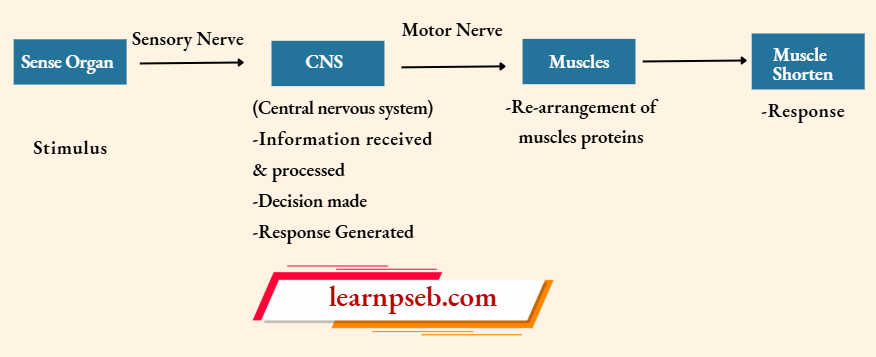 PSEB Class 10 Biology Solutions For Coordination Between Nervous Tissue And Muscular Tissue