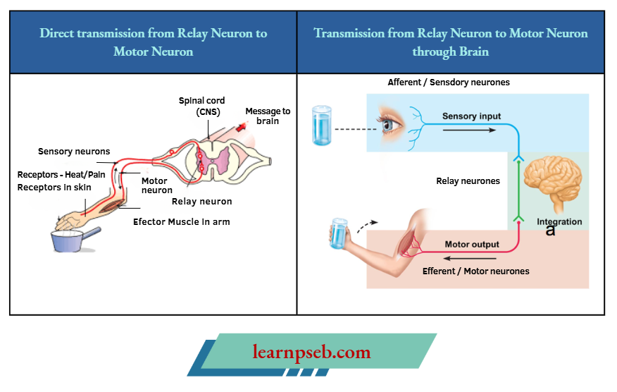 PSEB Class 10 Biology Solutions For Direct Transmission From Relay Neuron To Motor Neuron Through Brain