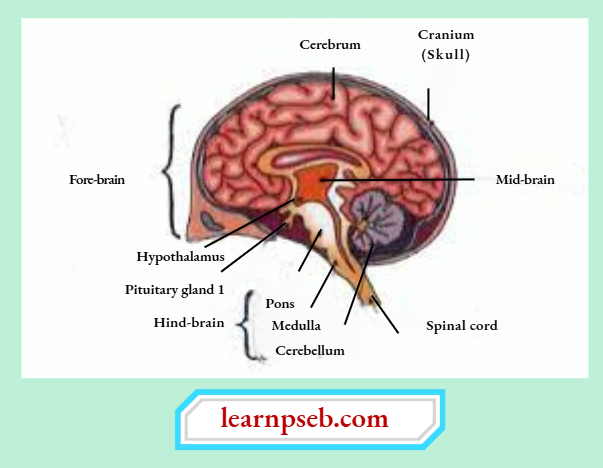 PSEB Class 10 Biology Solutions For Human Brain