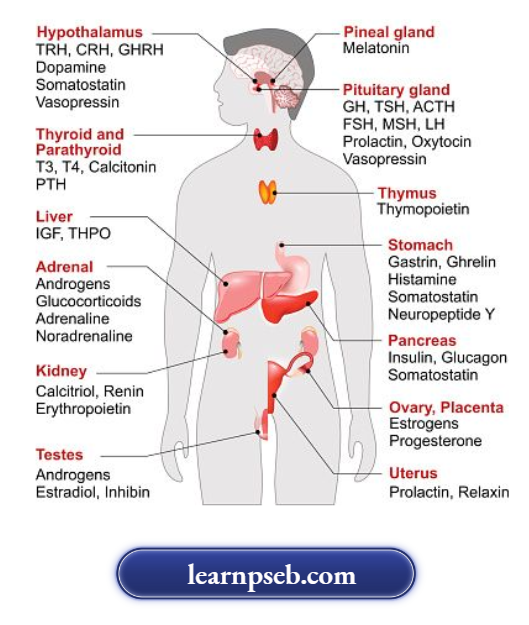 PSEB Class 10 Biology Solutions For Human Endocrine Glands Hormones And Their Functions