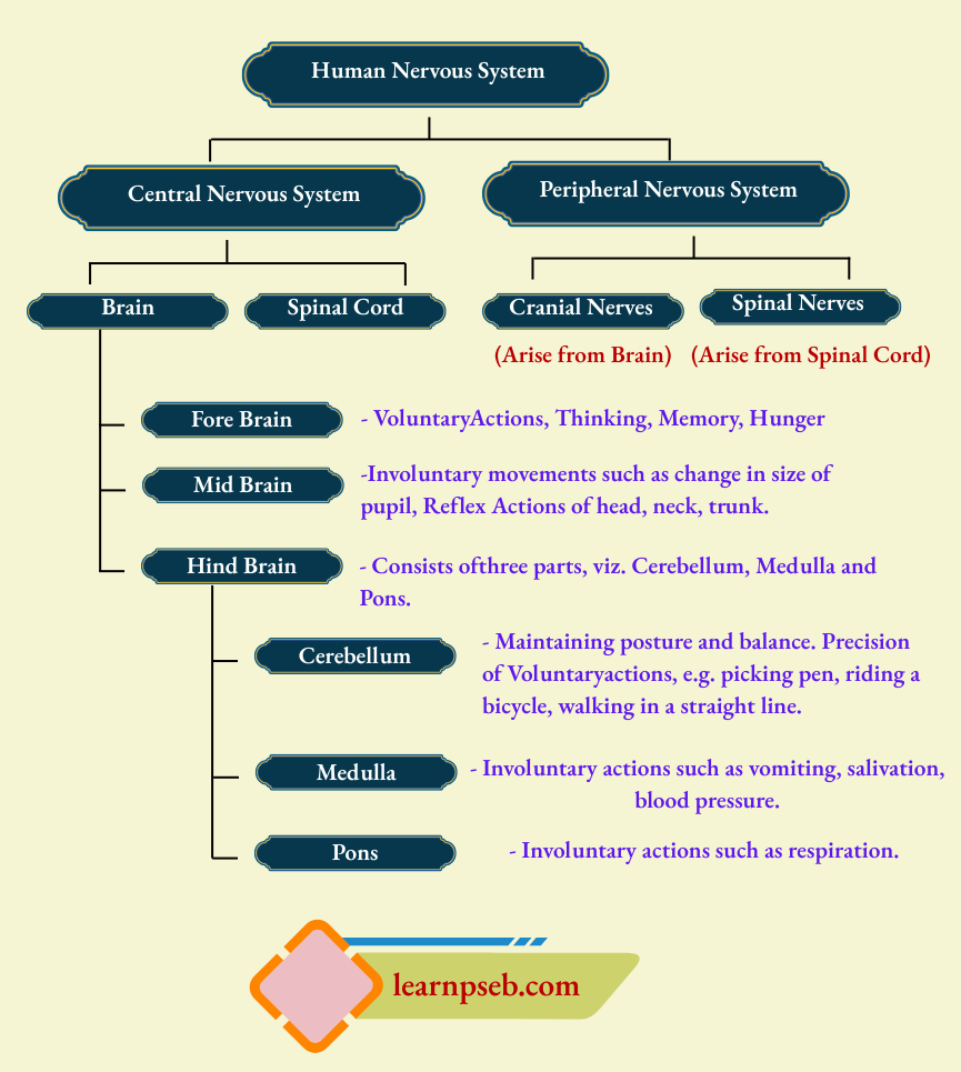 PSEB Class 10 Biology Solutions For Human Nervous System And Functions Of Parts Of Brain