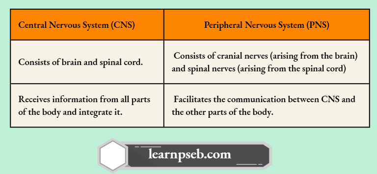 PSEB Class 10 Biology Solutions For Human Nervous System