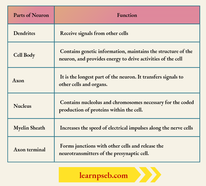 PSEB Class 10 Biology Solutions For Parts Of Neuron