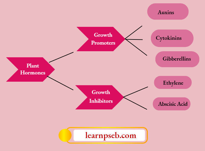 PSEB Class 10 Biology Solutions For Plant Growth Promoters And Inhibitors
