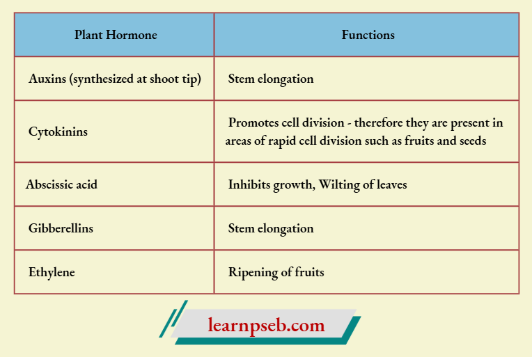 PSEB Class 10 Biology Solutions For Plant Hormone And Function