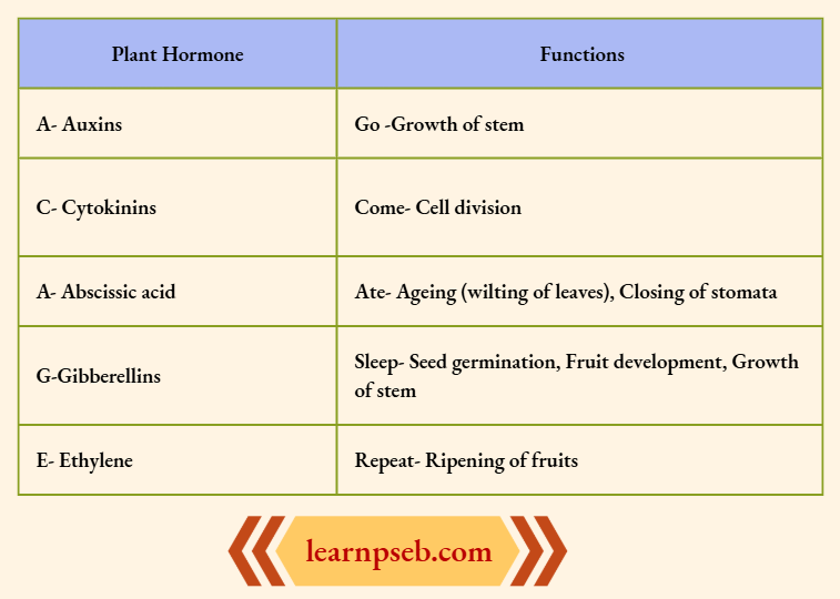 PSEB Class 10 Biology Solutions For Plant Hormone And Functions