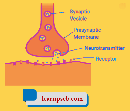 PSEB Class 10 Biology Solutions For Release Of Chemicals From Neuron To Muscle Cells At Neuromuscular Junction