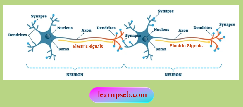 PSEB Class 10 Biology Solutions For Synapse And Transmission Of Nerve Impulse At Synapse