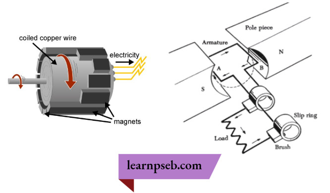 PSEB Class 10 Biology Solutions For Working Of An Electric Generator