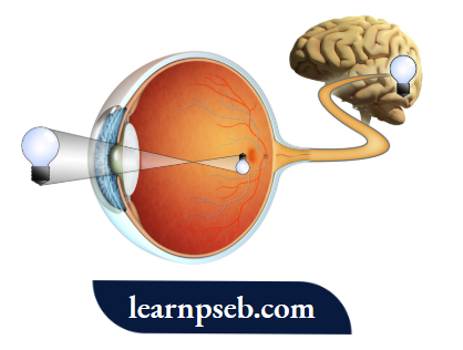 PSEB Class 10 Physics Solutions For Chapter 2 Functioning Of Human Eye