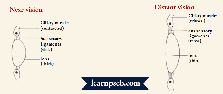 PSEB Class 10 Physics Solutions For Chapter 2 Power Of Accomodation