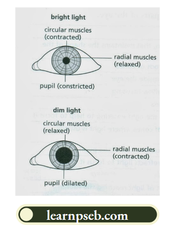 PSEB Class 10 Physics Solutions For Chapter 2 Pupil Reflex