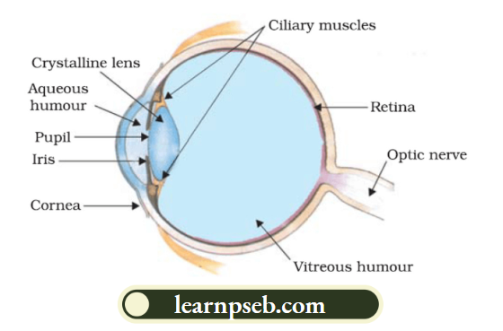 PSEB Class 10 Physics Solutions For Chapter 2 The Human Eye