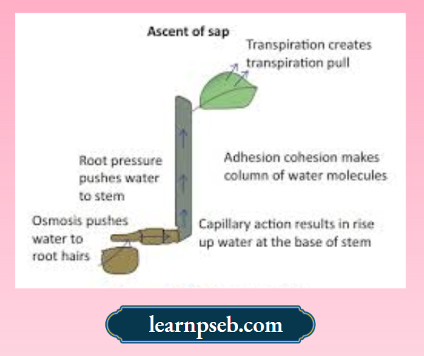 PSEB Solutions Class 10 Biology Chapter 1 Ascent Of Sap