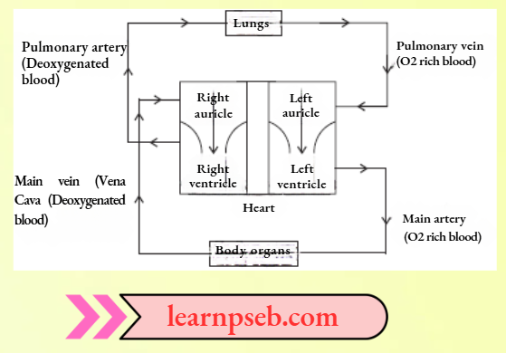 PSEB Solutions Class 10 Biology Chapter 1 Blood Circulation In Human Beings