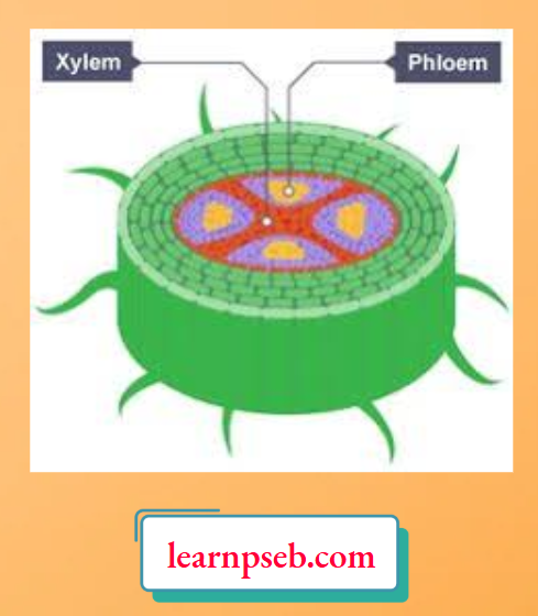 PSEB Solutions Class 10 Biology Chapter 1 Cross Section Of Plant Stem Showing Xylem And Phloem