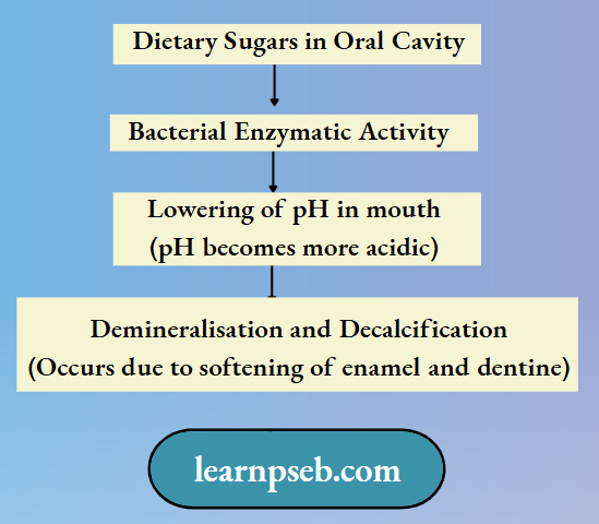 PSEB Solutions Class 10 Biology Chapter 1 Dental Caries Or Tooth Decay