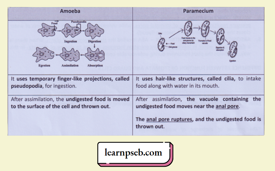PSEB Solutions Class 10 Biology Chapter 1 Difference Amoeba Verses Paramecium