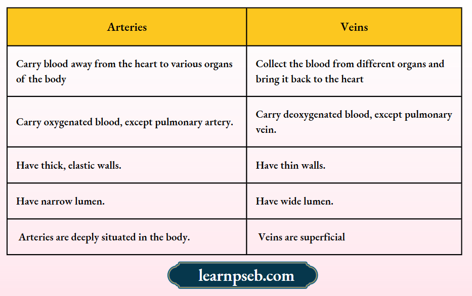 PSEB Solutions Class 10 Biology Chapter 1 Difference Between Arteries And Veins