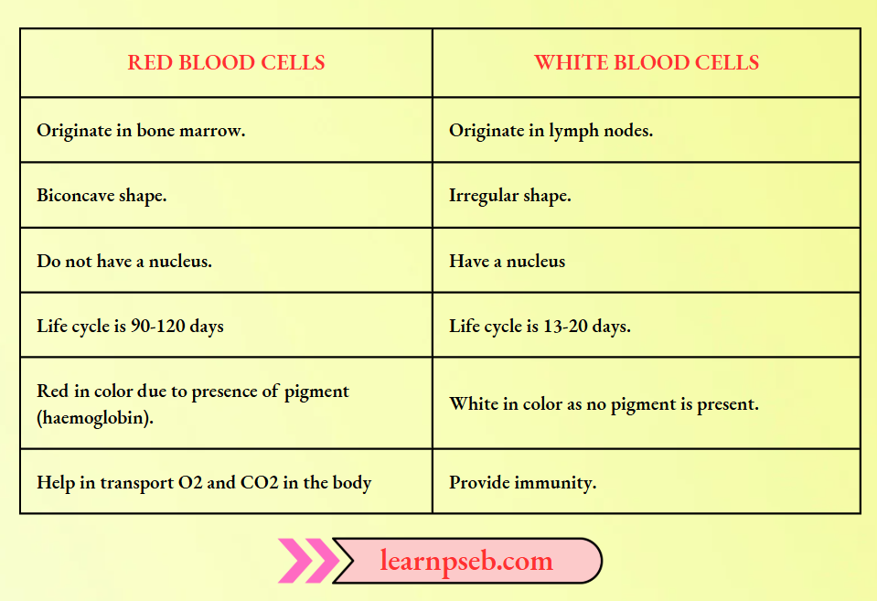 PSEB Solutions Class 10 Biology Chapter 1 Difference Between Red Blood Cells And White Blood Cells