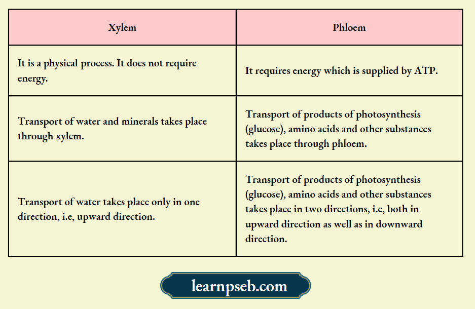 PSEB Solutions Class 10 Biology Chapter 1 Differences Between Xylem And Phloem